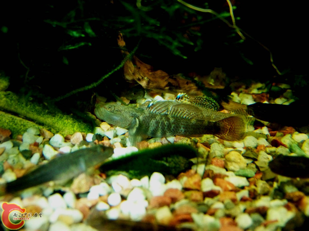 100_9136.JPG