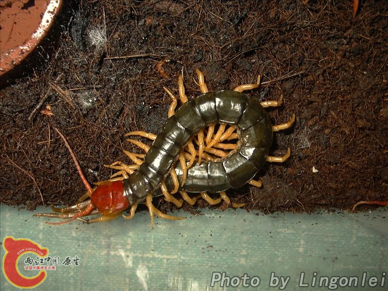 黄脚少棘蜈蚣.jpg