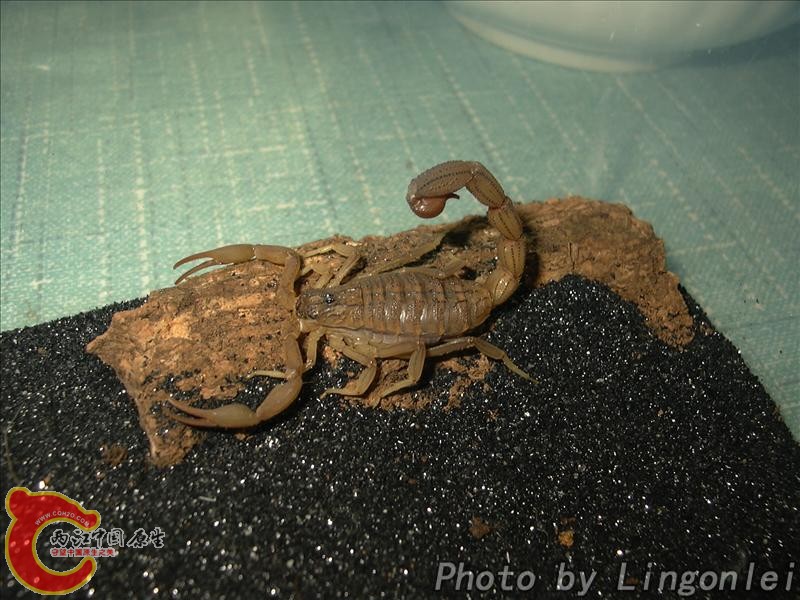 刚果红鳄背蝎2.jpg