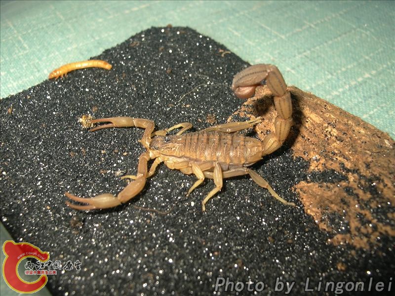 刚果红鳄背蝎3.jpg