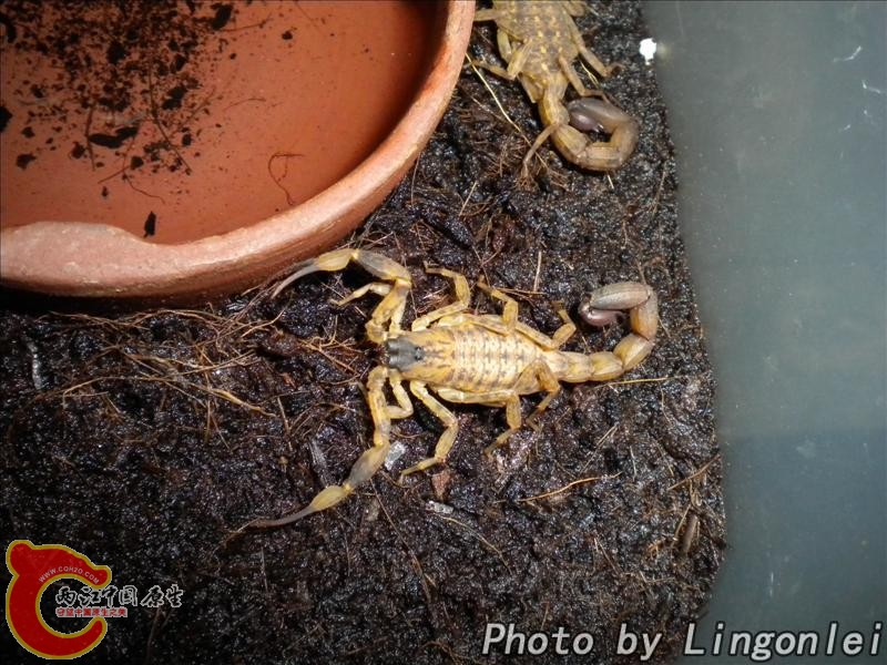 海南双针蝎5.jpg
