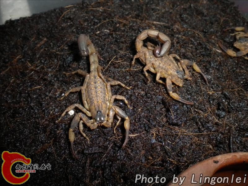 海南双针蝎6.jpg