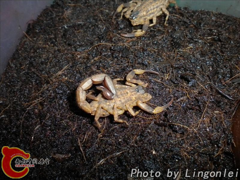 海南双针蝎4.jpg