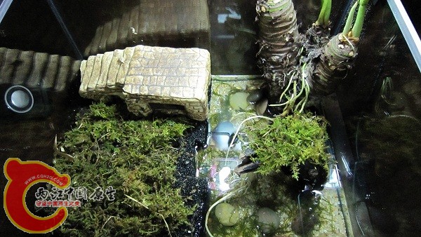 上景，把树拿走的上景。