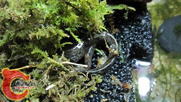 就给你个屁股看看。。