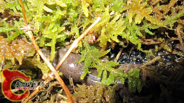 主角，不过隐藏的挺深。。