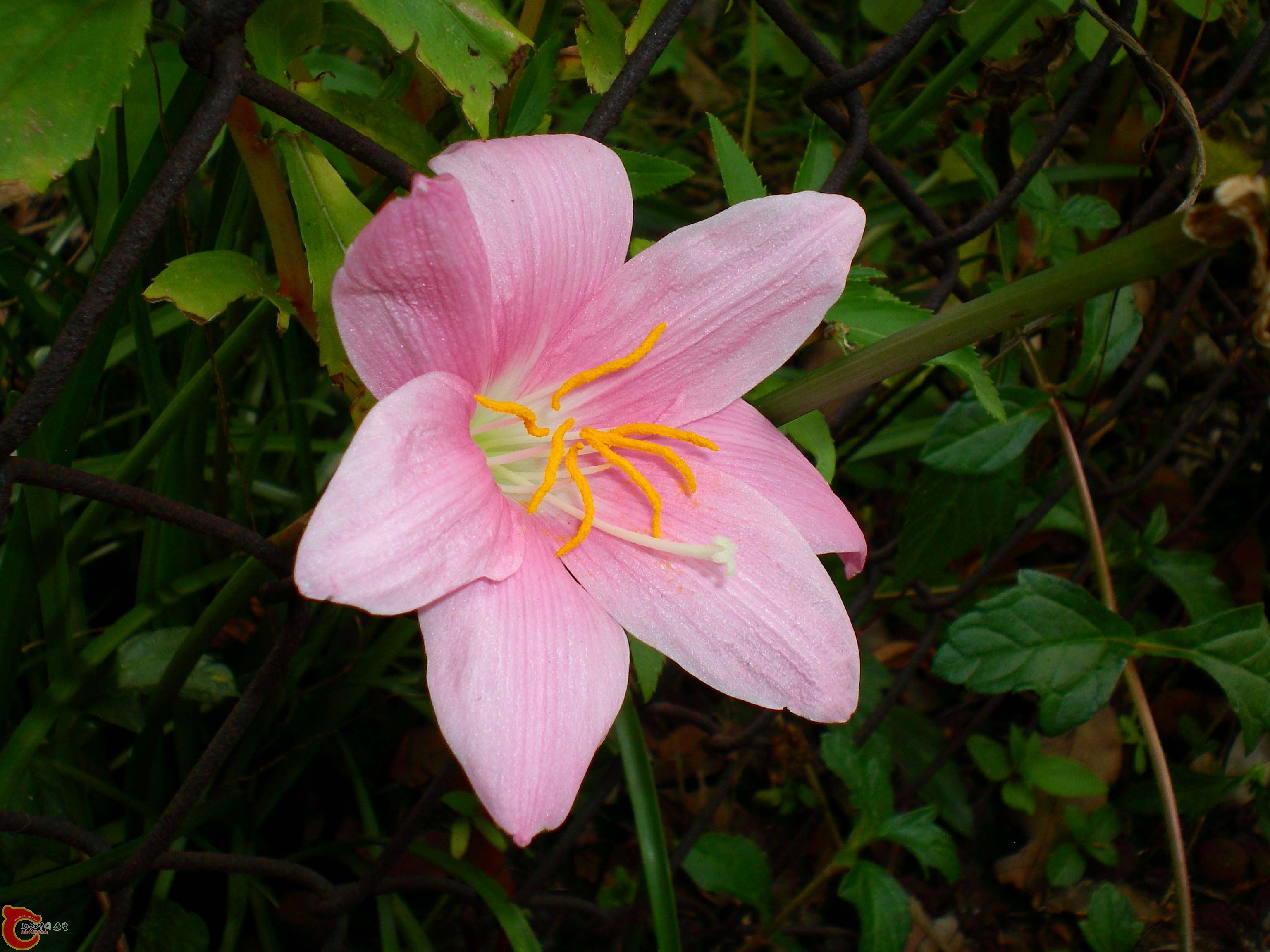 風雨花