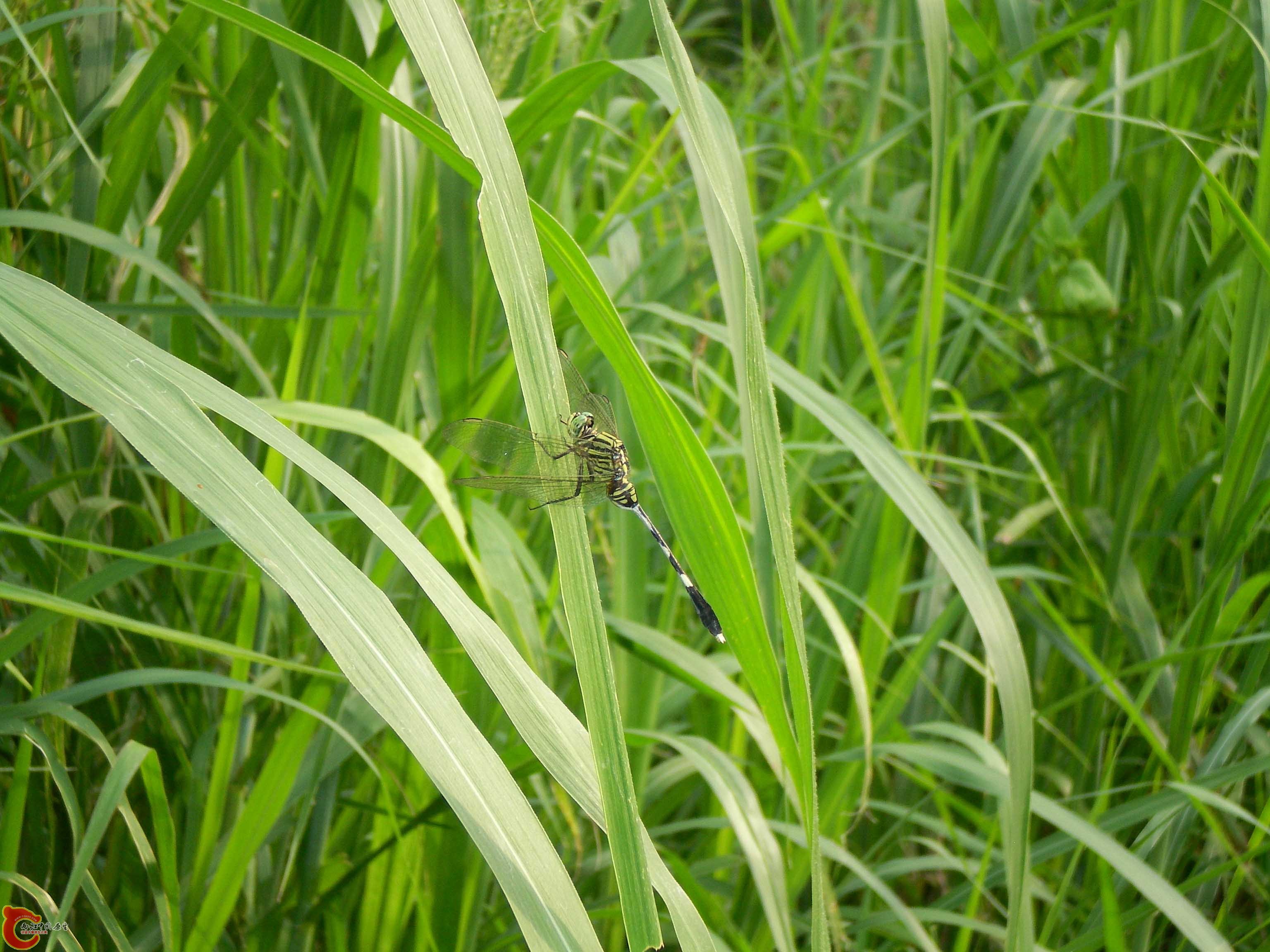 蜻蜓