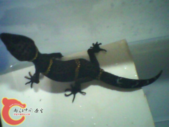 IMG0058A.jpg