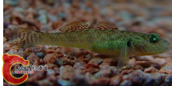 这是论坛上一位朋友贴的我抓的和他一样的..