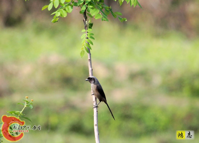 棕背伯劳 黑色型