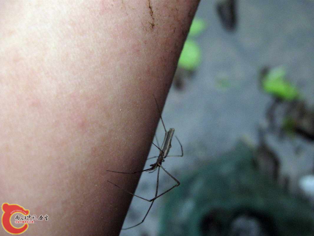 水生昆虫5