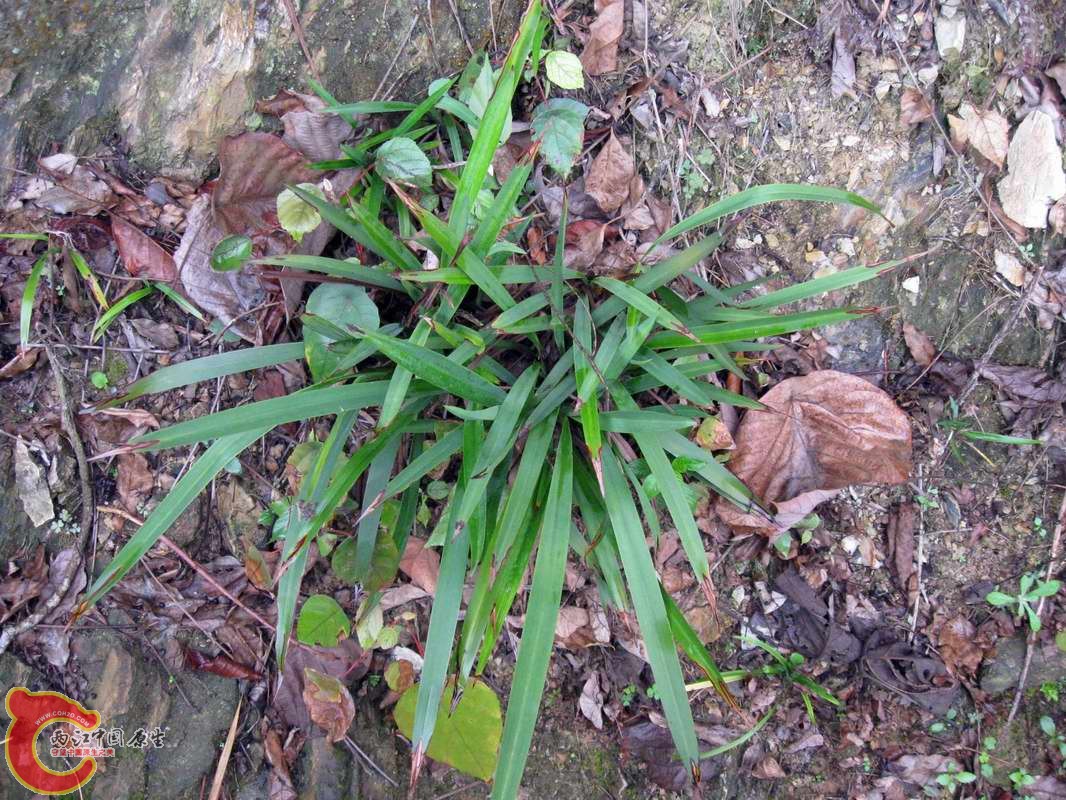 植物求名