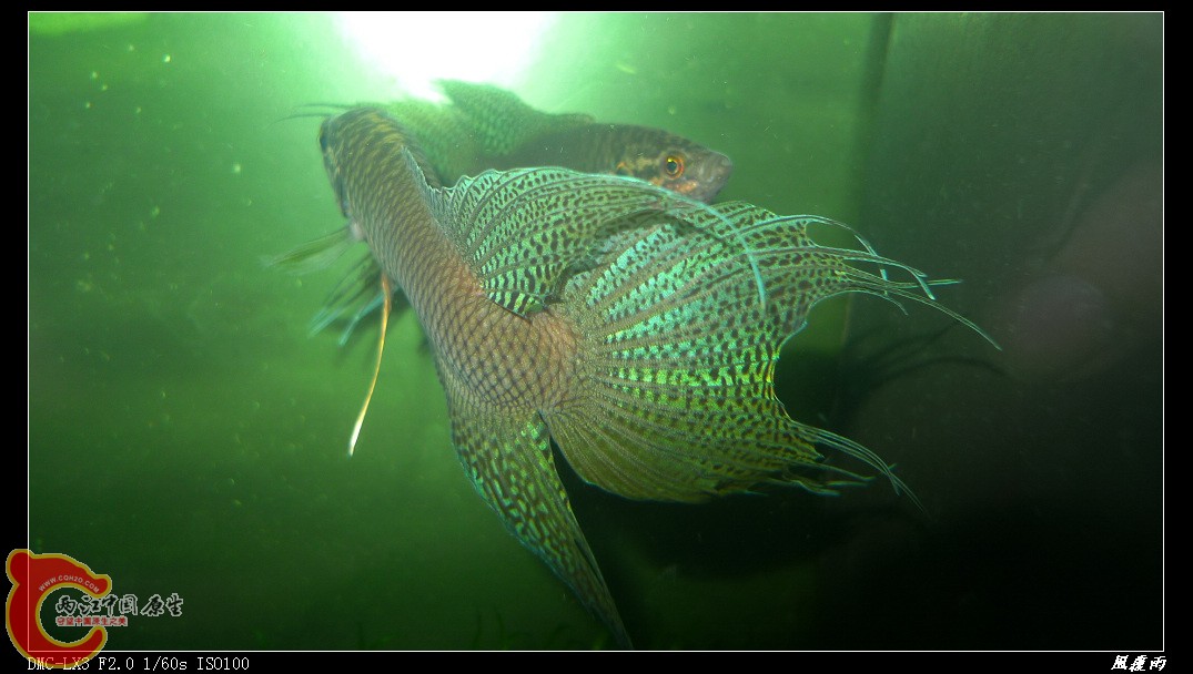 P1040482_nEO_IMG.jpg