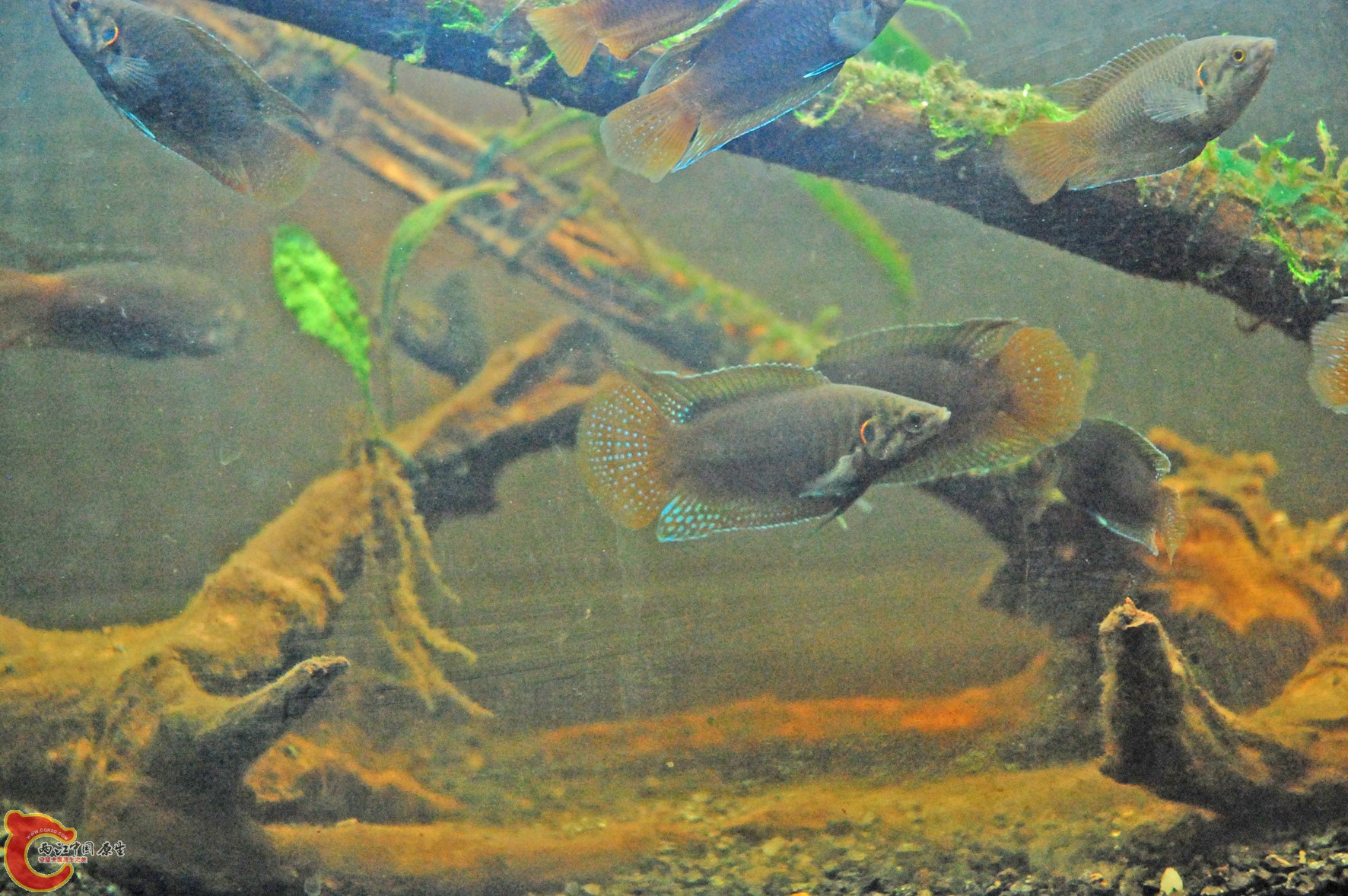 DSC_0253.JPG