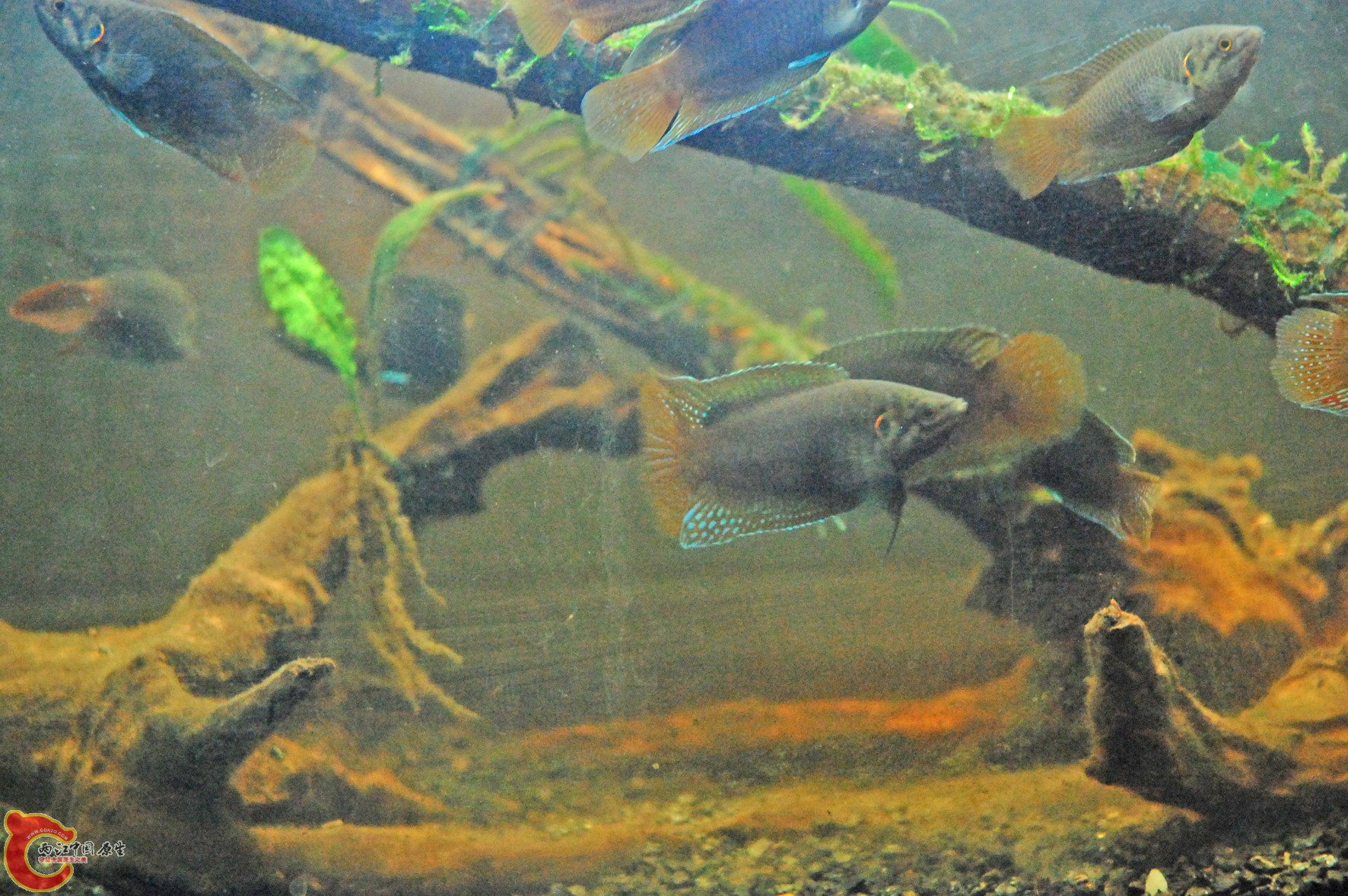 DSC_0254.JPG