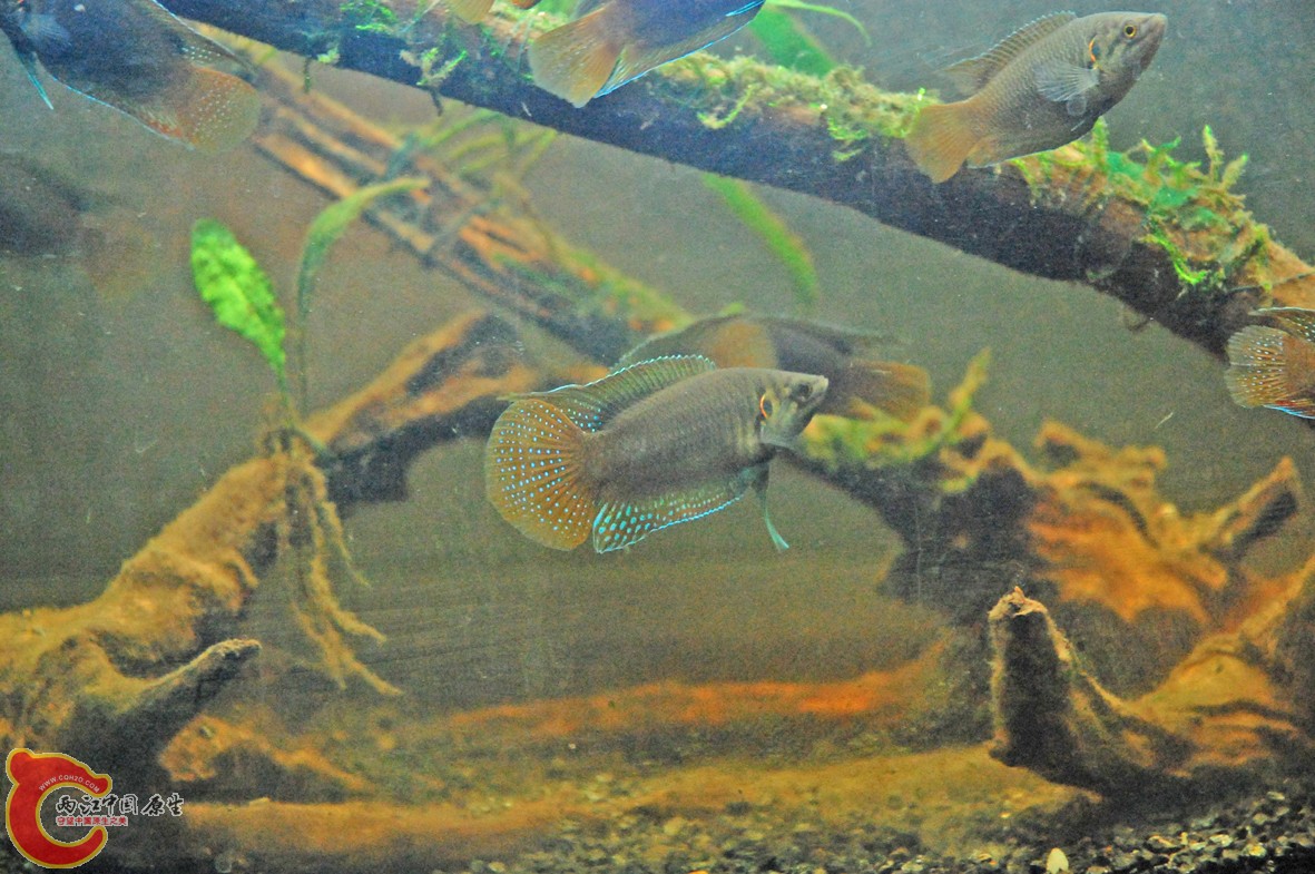 DSC_0256.JPG