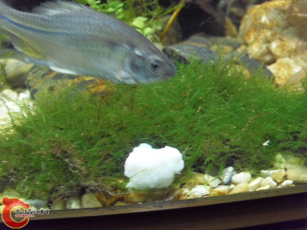 z紫薄鳅 (166).JPG