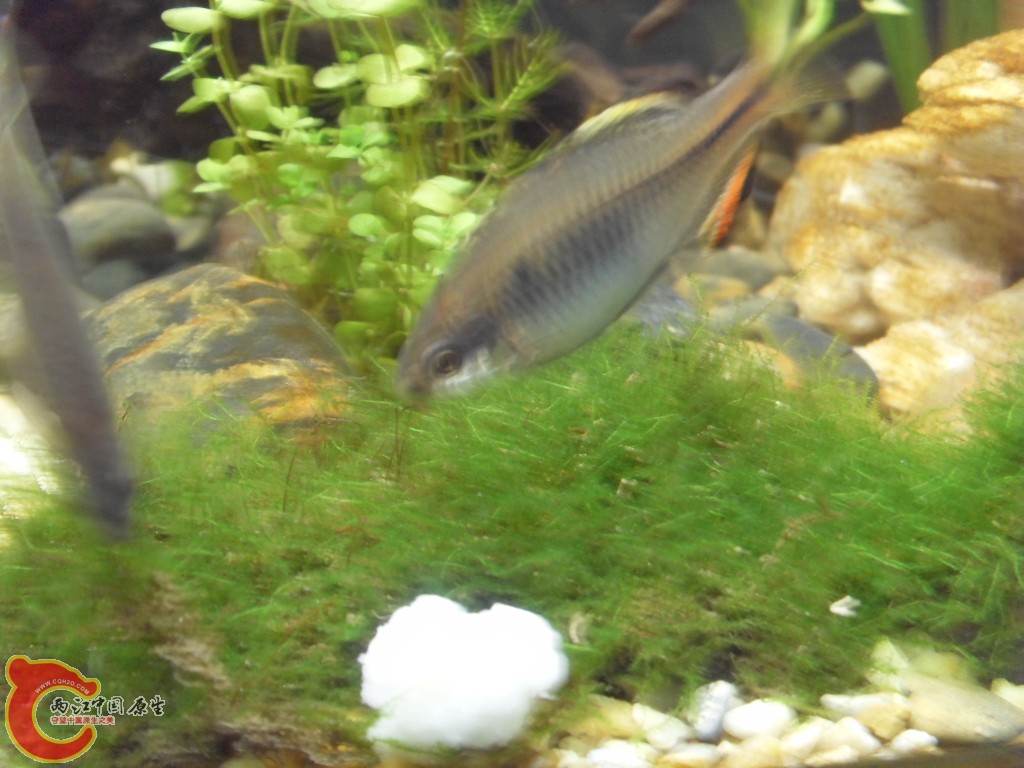 z紫薄鳅 (170).JPG