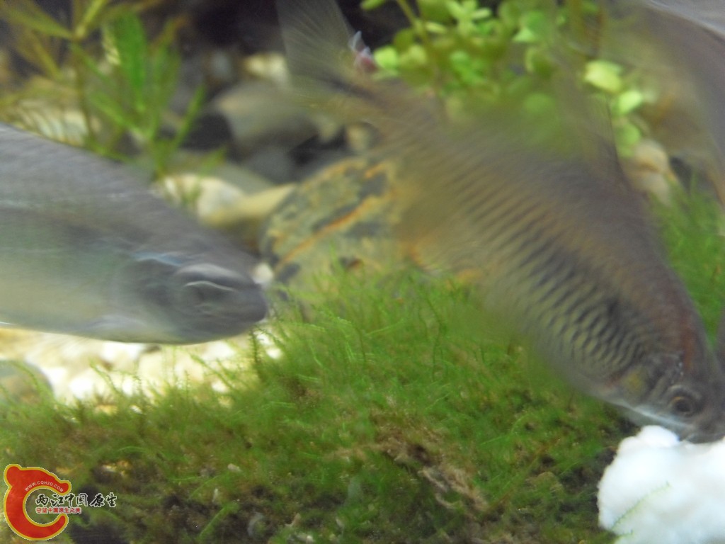 z紫薄鳅 (171).JPG