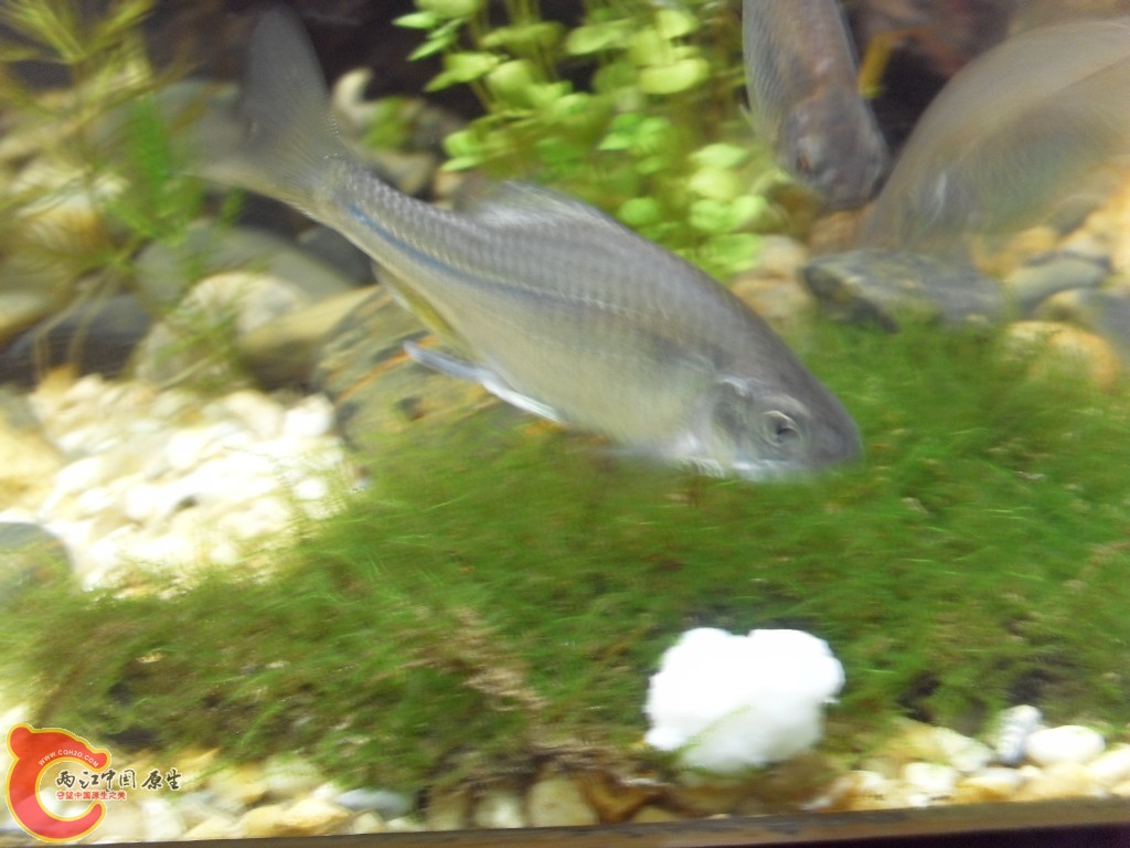 z紫薄鳅 (176).JPG