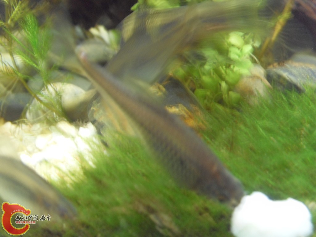 z紫薄鳅 (172).JPG