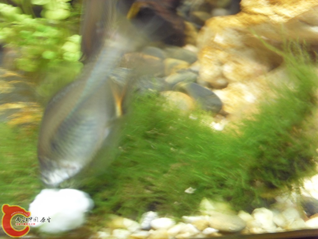 z紫薄鳅 (178).JPG