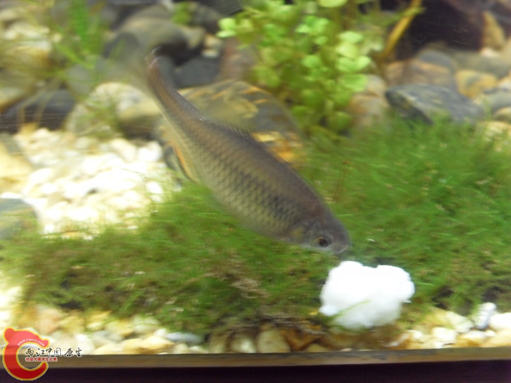 z紫薄鳅 (181).JPG