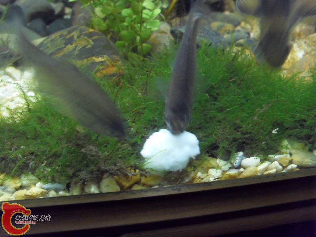 z紫薄鳅 (188).JPG