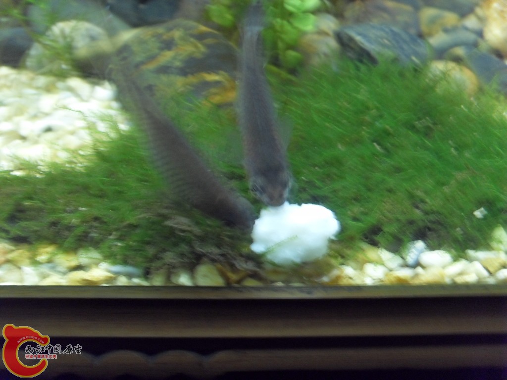 z紫薄鳅 (183).JPG