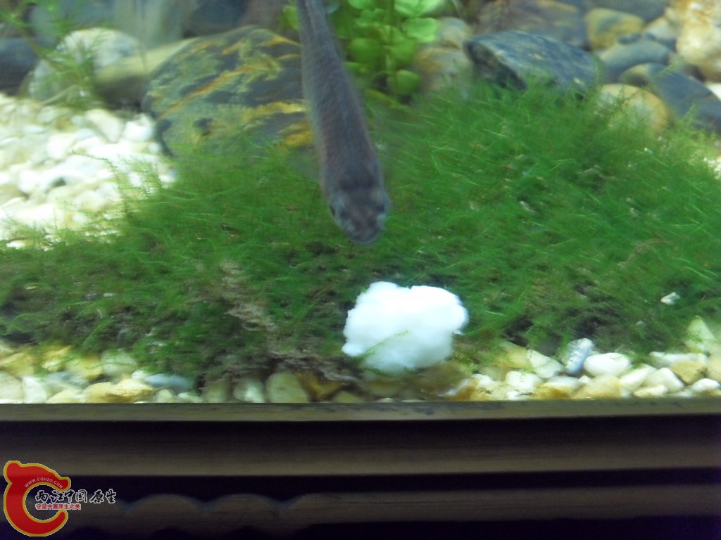 z紫薄鳅 (184).JPG