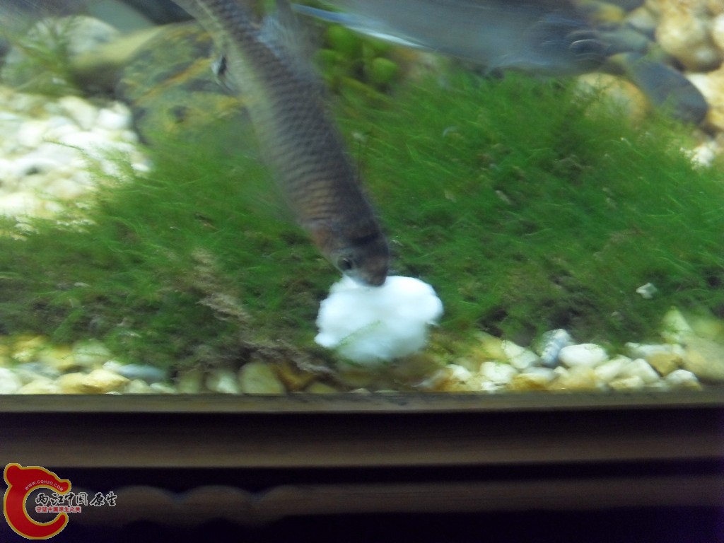 z紫薄鳅 (185).JPG