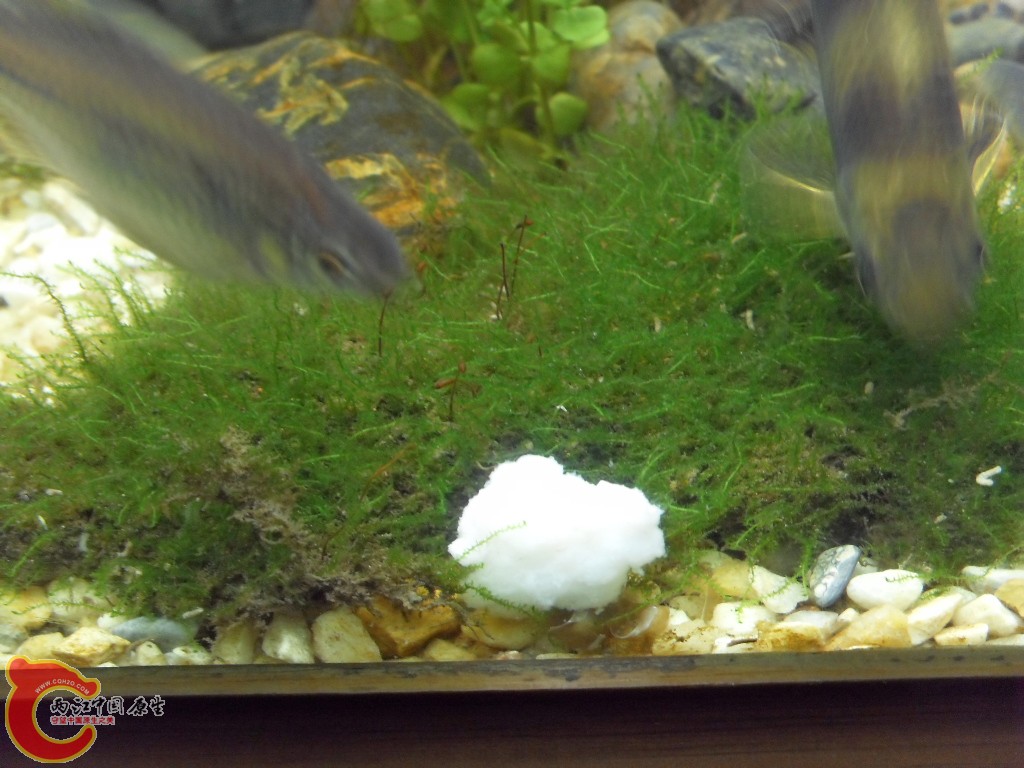 z紫薄鳅 (196).JPG