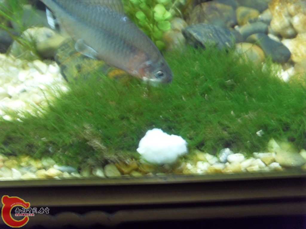 z紫薄鳅 (201).JPG