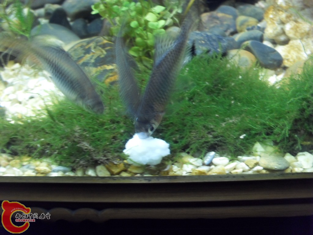 z紫薄鳅 (206).JPG