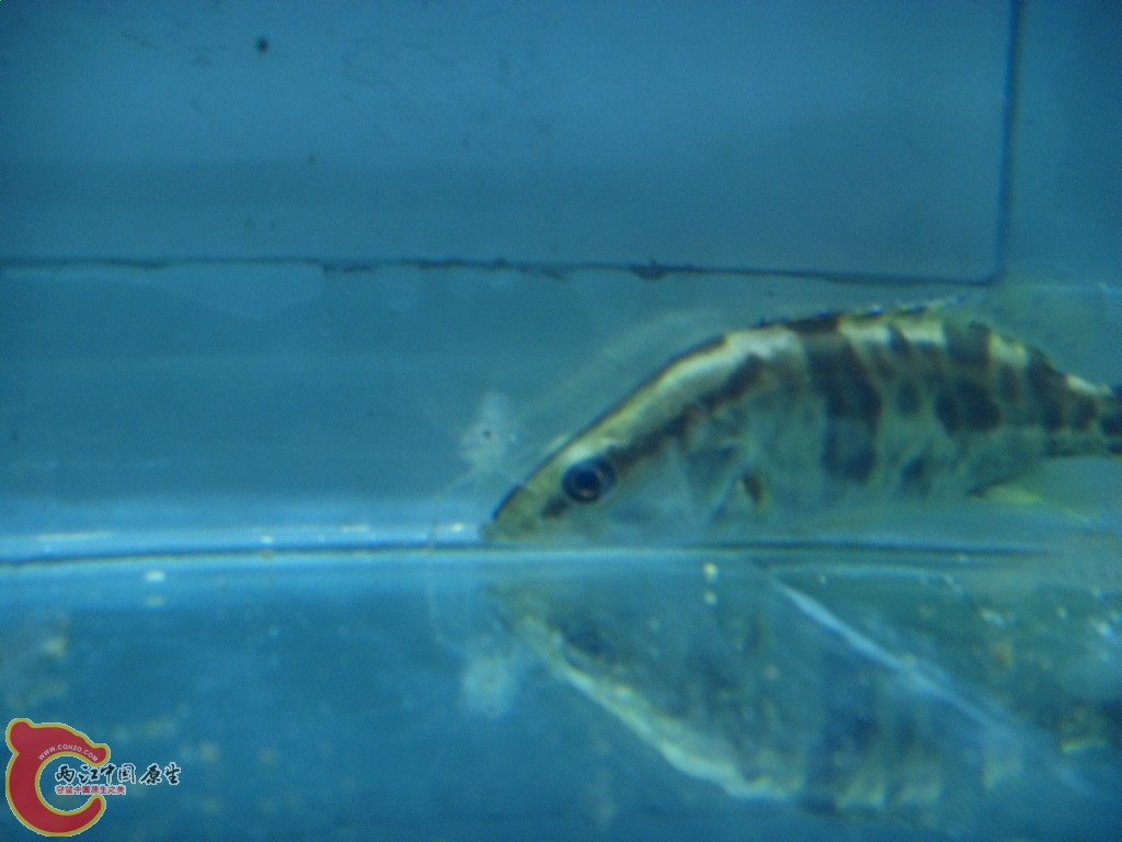长体鳜2.JPG