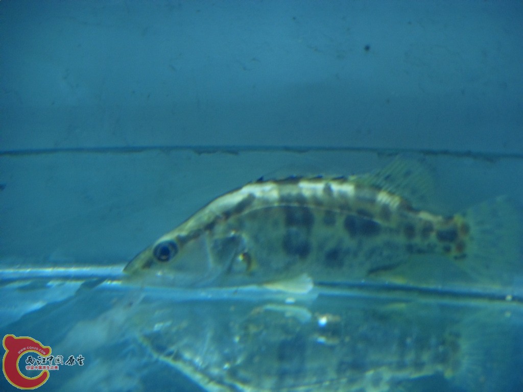 长体鳜3.JPG