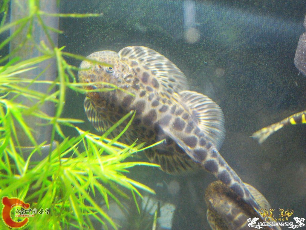 银菩的华吸鳅.jpg