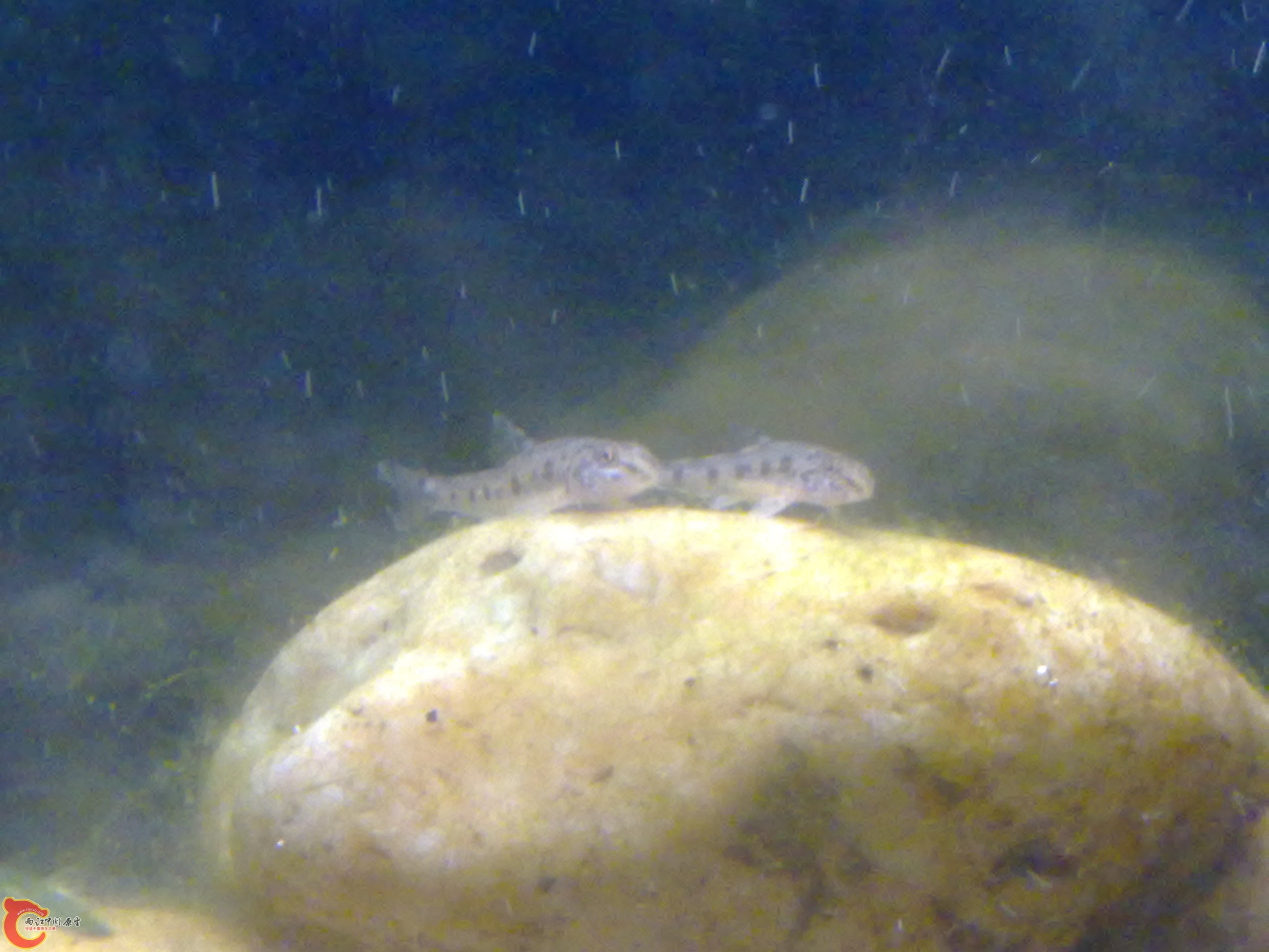 20100403059.jpg