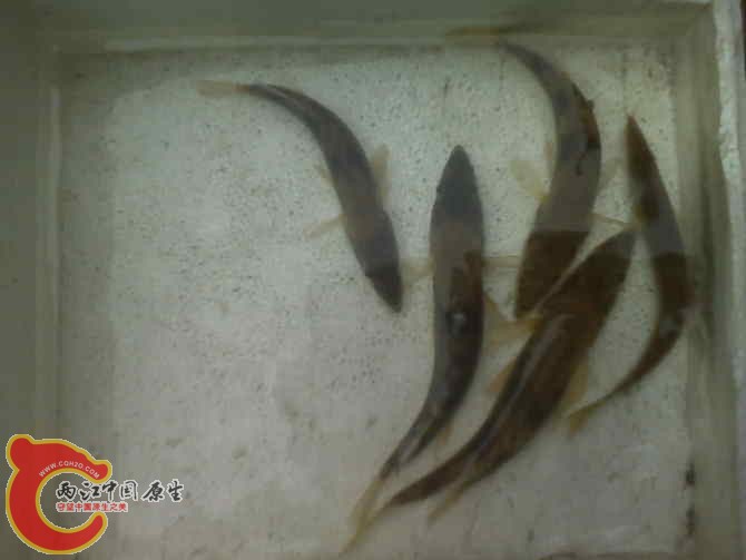 长体鳜1.jpg
