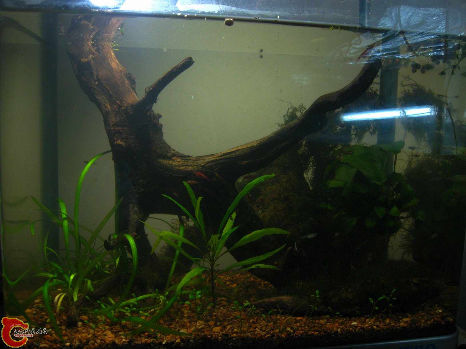 红树林青将苗育儿所和有这日本叶名字的苦力虾清洁樱花虾生产车间