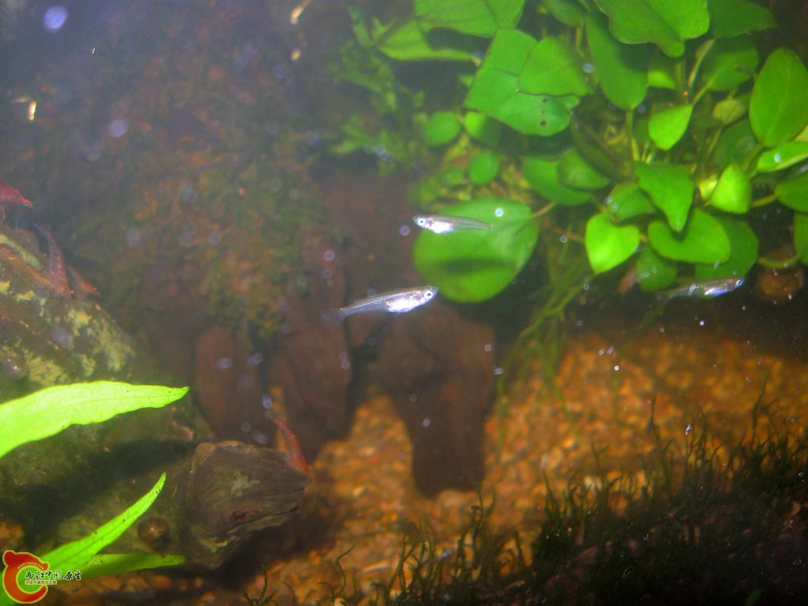 小苗也有一点六七厘米的个头了,生长速度极慢