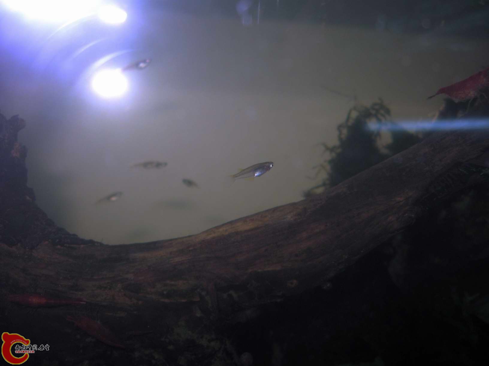 难道说青将的生长周期是这样的长...