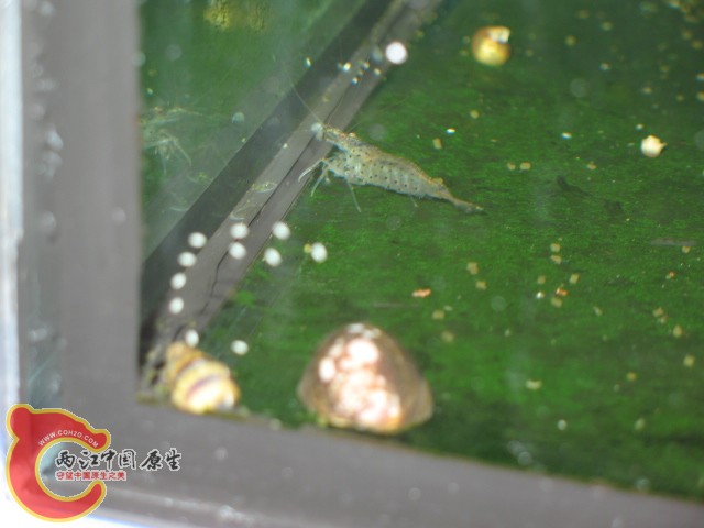 大和藻虾、笠螺与不知名的卵