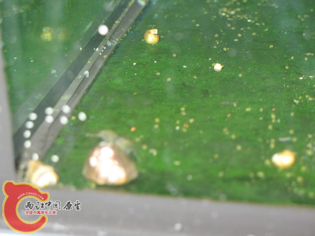 大和藻虾、笠螺与不知名的卵