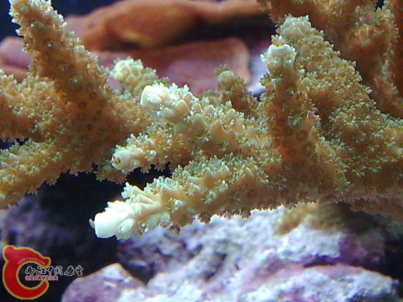 海南鹿角