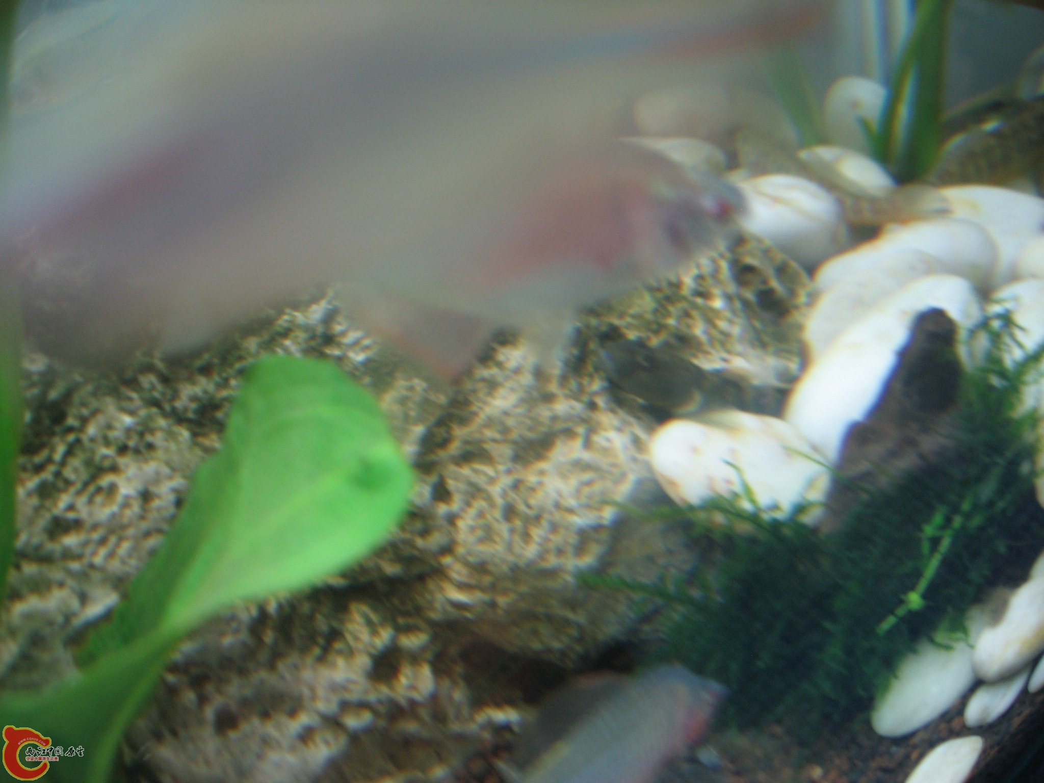 IMG_1087.JPG