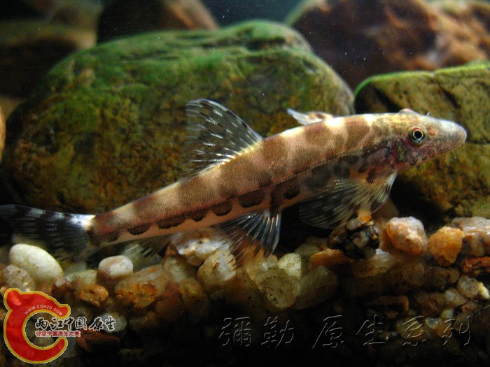 拟平鳅111.jpg