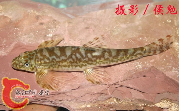 原缨口鳅.jpg
