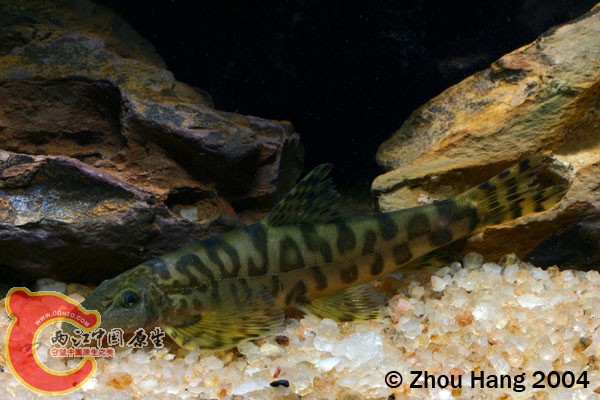 平舟原缨口鳅Vanmanenia_cf_pingchowensis.jpg
